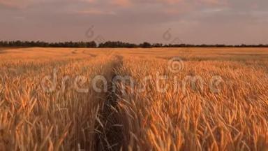 成熟的谷物在天空中收获。 麦穗摇动风。 <strong>金色光</strong>芒中田园自然的巨大黄色麦田